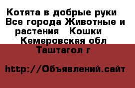 Котята в добрые руки - Все города Животные и растения » Кошки   . Кемеровская обл.,Таштагол г.